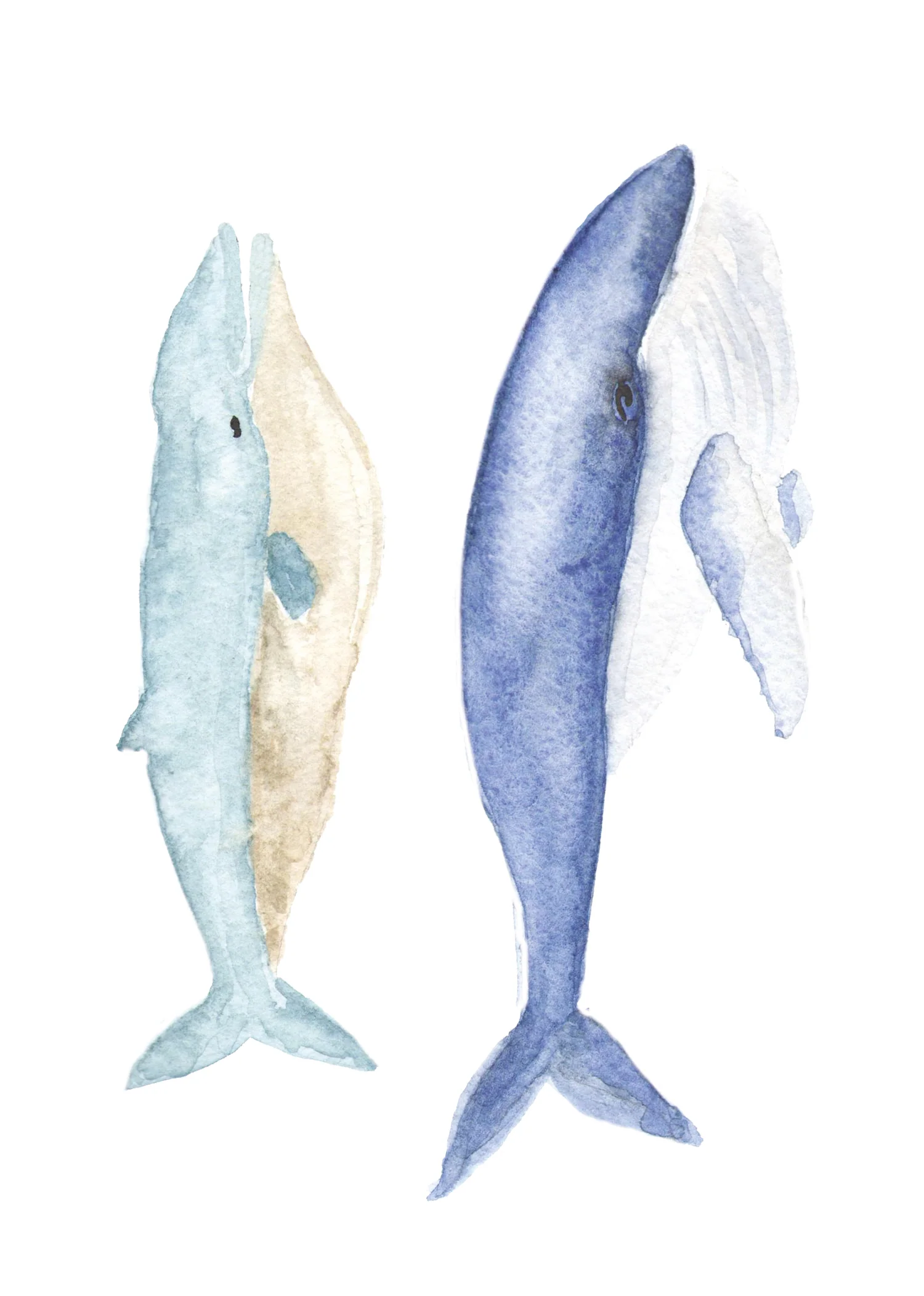 Autocollants muraux Baleines - Image 3